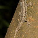 صورة Lygodactylus pictus (Peters 1883)