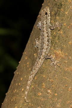 صورة Lygodactylus pictus (Peters 1883)