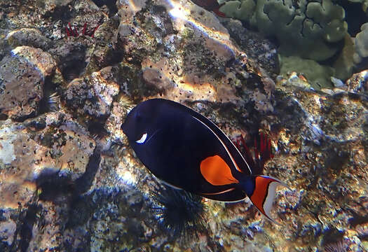 Image of Achilles Tang