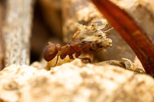 Image of Cyphomyrmex flavidus Pergande 1896