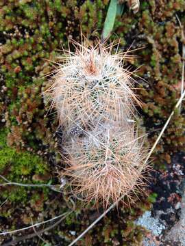 Image of Echinocereus reichenbachii var. baileyi (Rose) N. P. Taylor