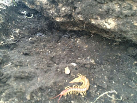 Image of Common Desert Centipede