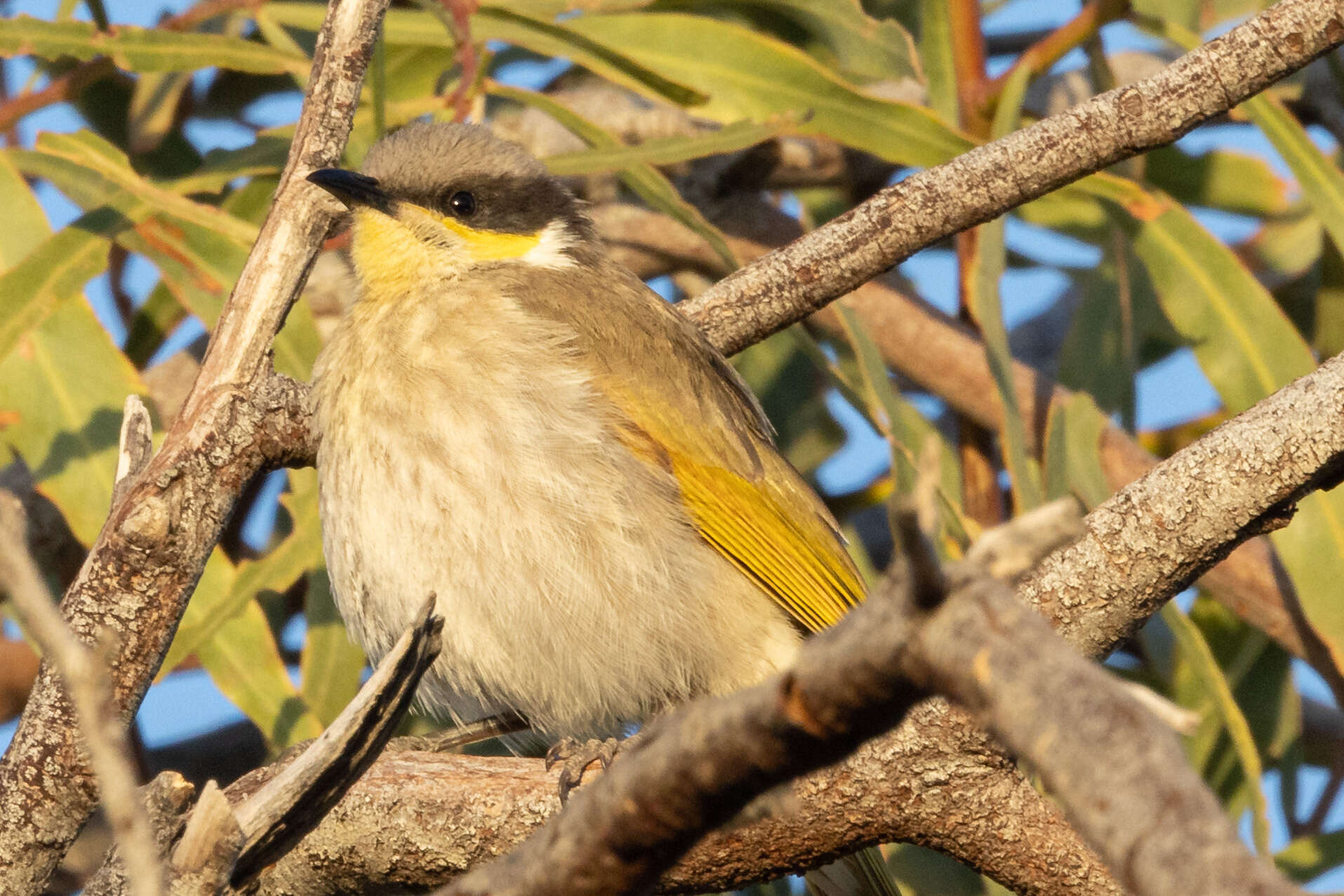 Image of Inland Singing Honeyeater