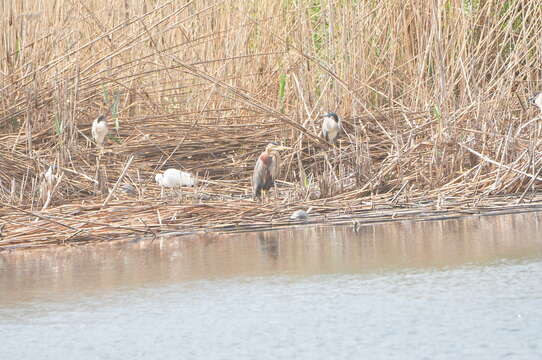 Image of Purple Heron