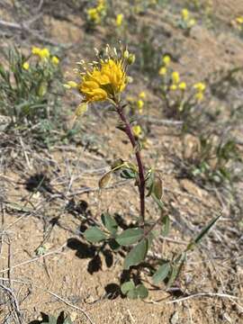 Image of golden spiderflower