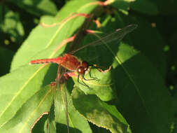 Image of White-faced Meadowhawk