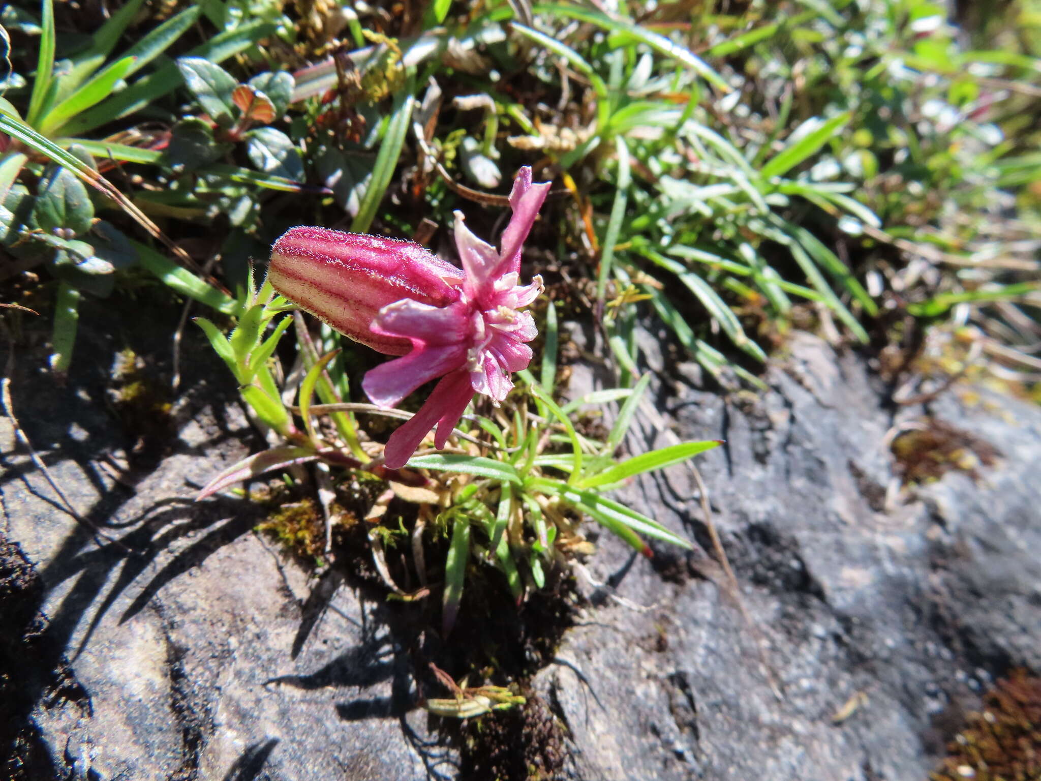 Image of Silene morrisonmontana (Hayata) Ohwi & H. Ohashi