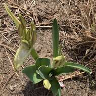 Image of Crinum crassicaule Baker