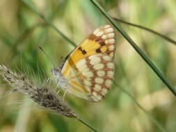 Image of Colotis vesta (Reiche (1850))