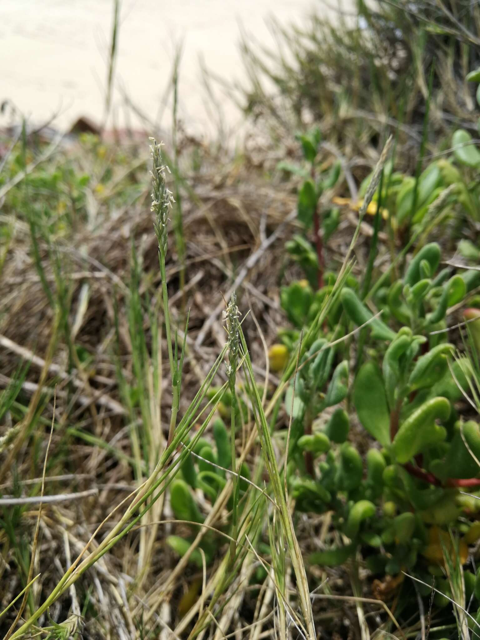 Image of seashore dropseed