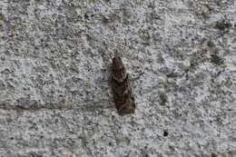 Image of Narrow-winged Grey