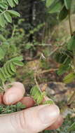 Indigofera melanadenia Harv.的圖片