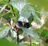 Image of Spangle-cheeked Tanager