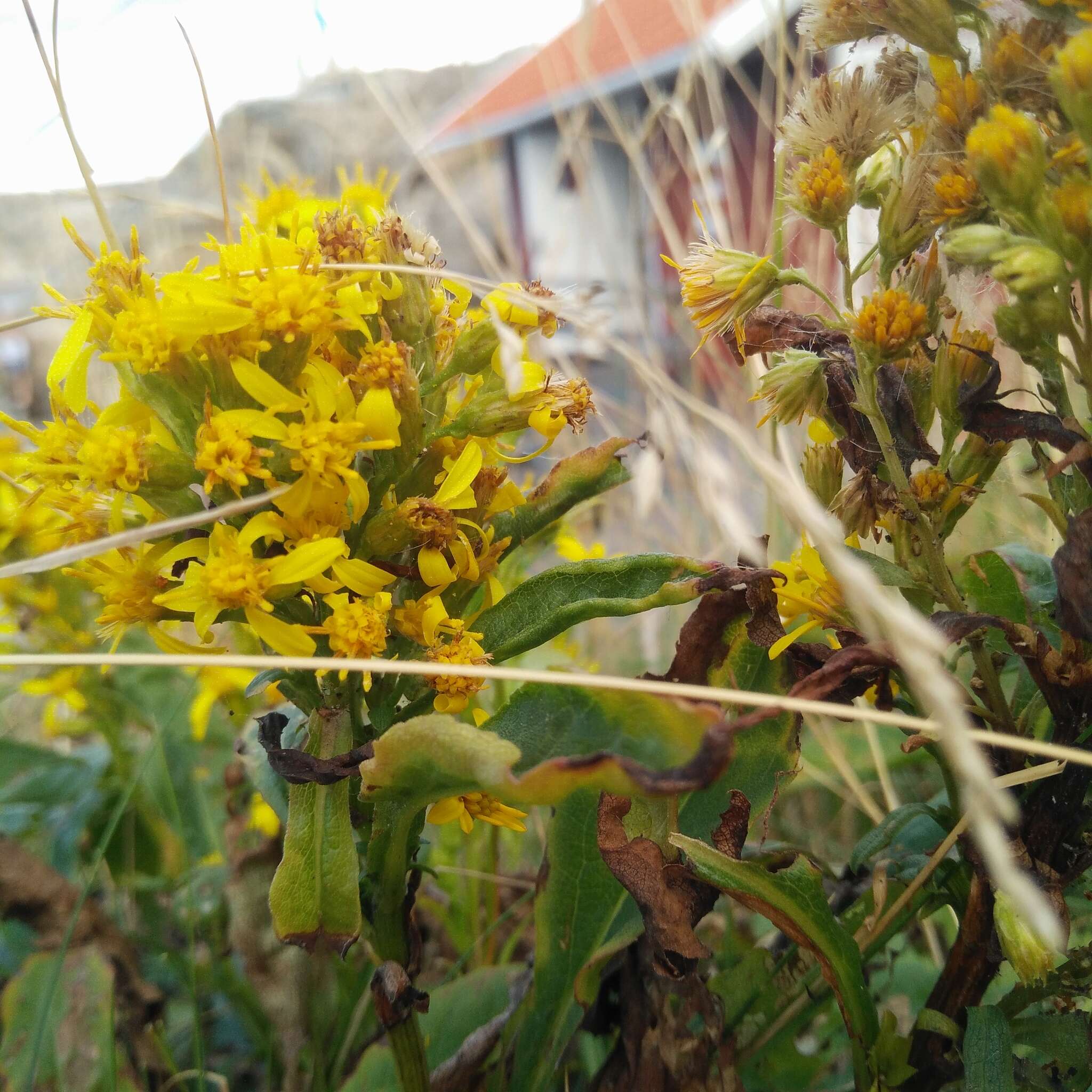 Plancia ëd Solidago virgaurea L.