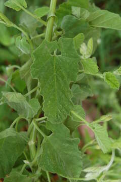 Image of Convolvulus hermanniae L'Her.