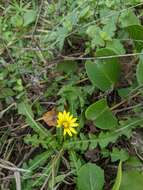 Image of Taraxacum formosanum Kitam.