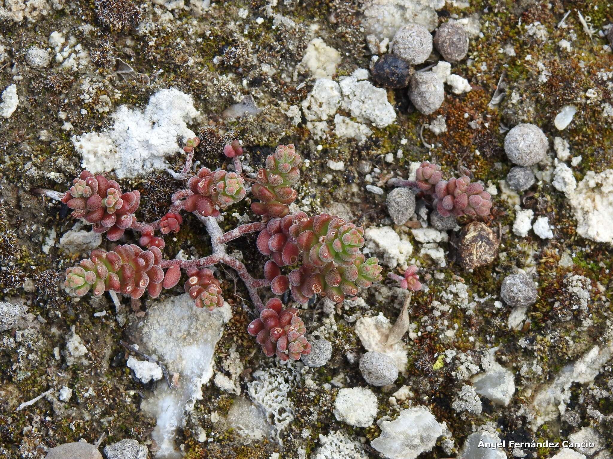 Image of Sedum gypsicola Boiss. & Reuter