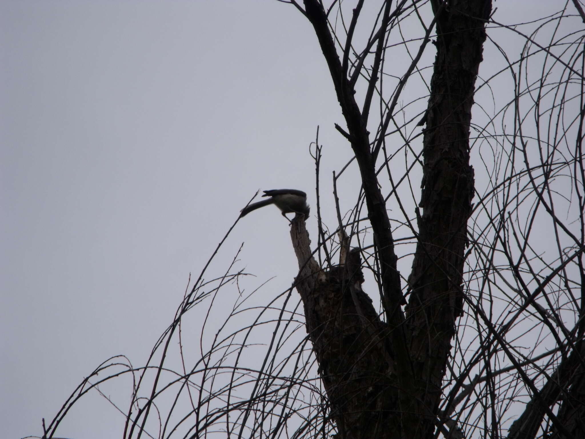 Image of American Titmice