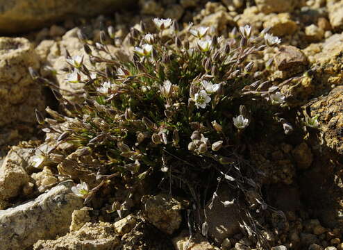 Plancia ëd Sabulina rubella (Wahlenb.) Dillenb. & Kadereit