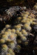 Plancia ëd Austrocylindropuntia floccosa (Salm-Dyck) F. Ritter