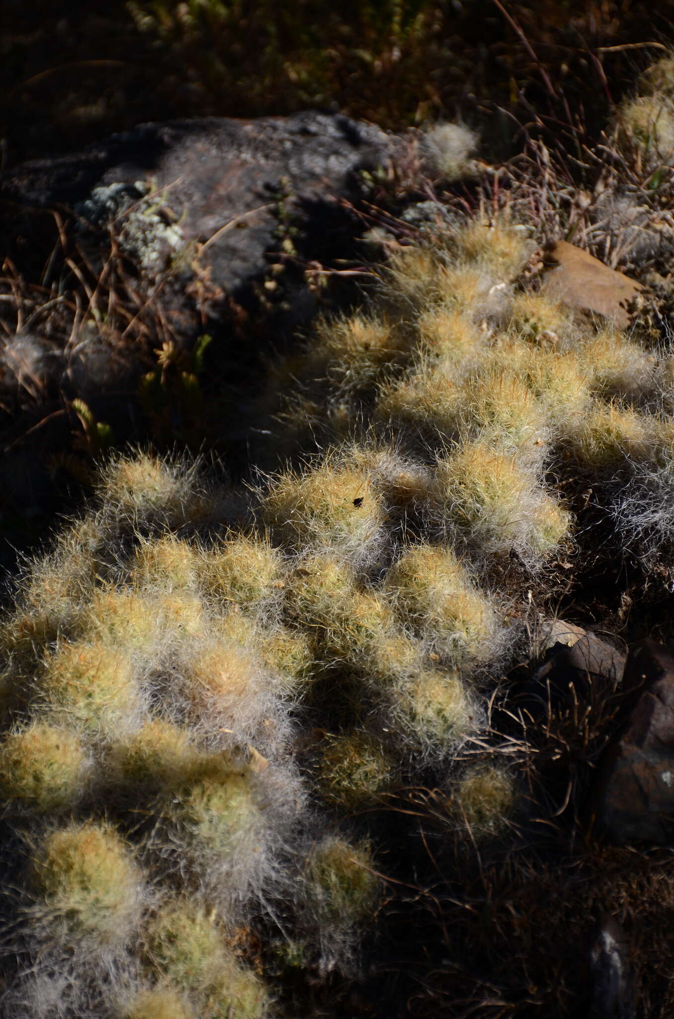 Plancia ëd Austrocylindropuntia floccosa (Salm-Dyck) F. Ritter