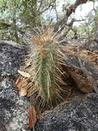 Image of Leding's Hedgehog Cactus