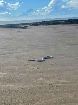 Image of Reef shallows seasnake