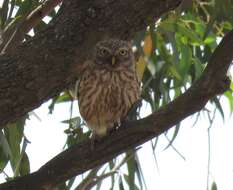 Image of Athene noctua glaux (Savigny 1809)