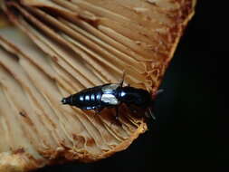 Image of Oxyporus kiteleyi Campbell 1978