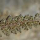 Sivun Cosentinia vellea subsp. vellea kuva