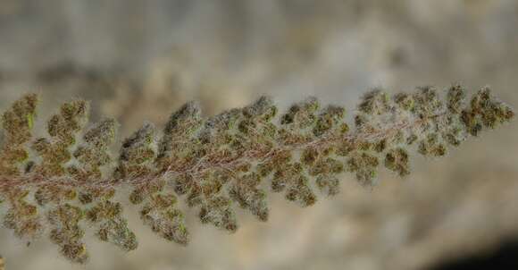 Image of Cosentinia vellea subsp. vellea