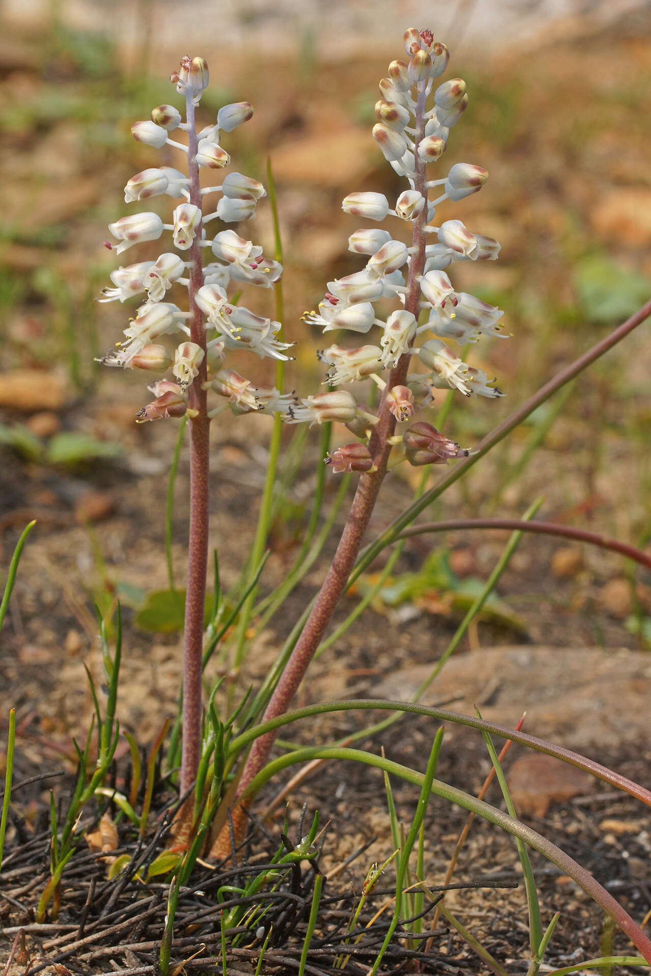 Image of Lachenalia juncifolia Baker