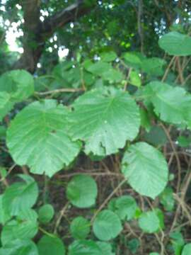 Coccoloba tiliacea Lindau resmi