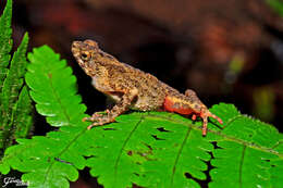 Image of Bourbon Toad