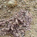 Image de Lithothamnion corallioides