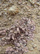 Image of Lithothamnion corallioides