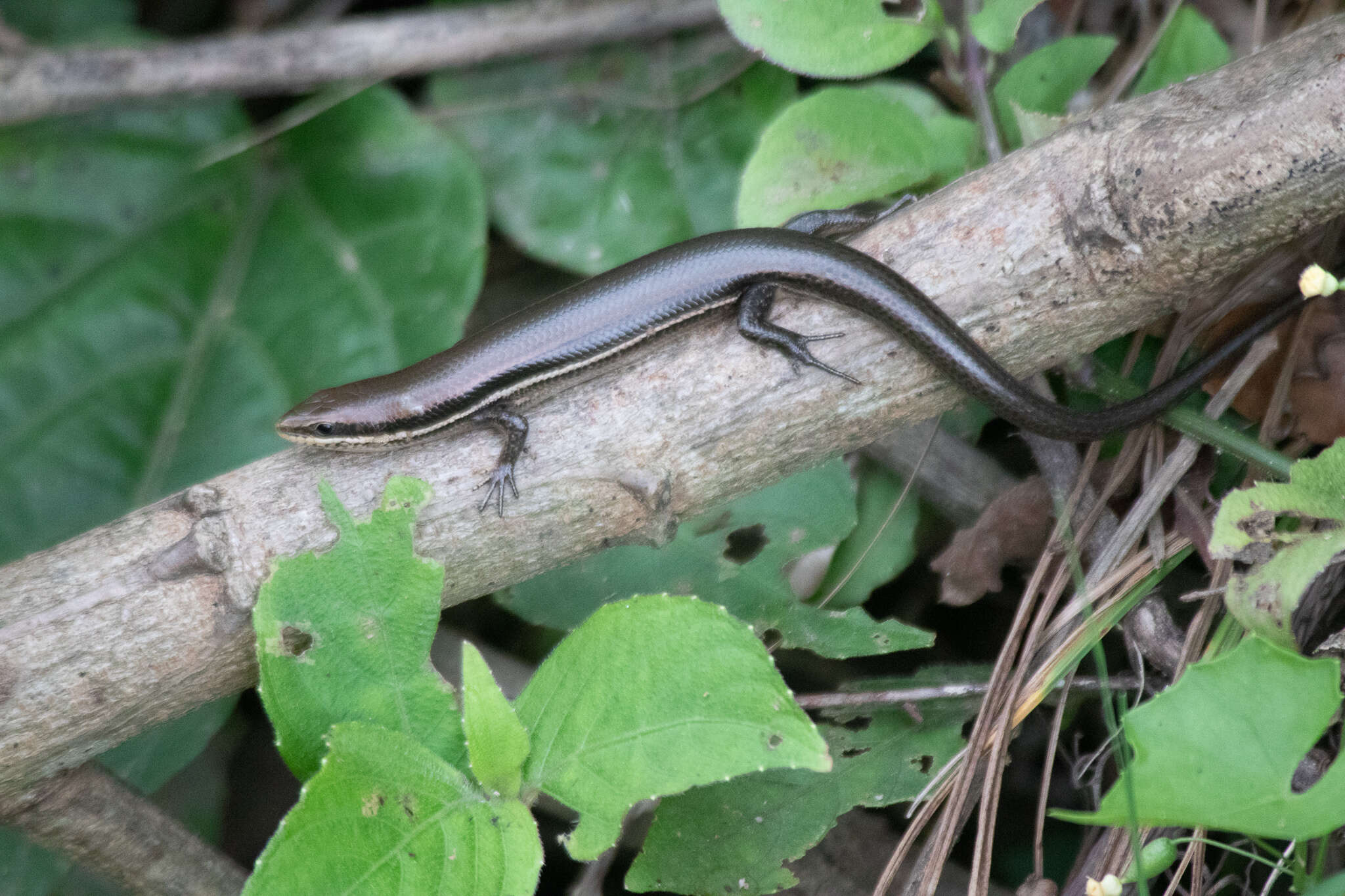 Image of Marisora brachypoda (Taylor 1956)