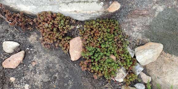 Image of Crassula obtusa Haw.