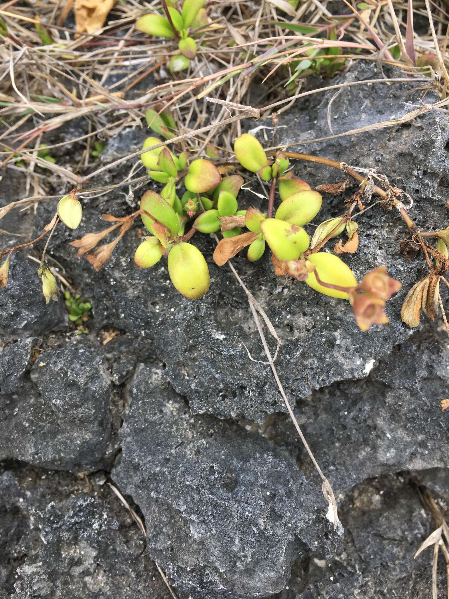 Image of Leptopetalum biflorum (L.) Neupane & N. Wikstr.