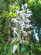 Image of Satyrium rostratum Lindl.