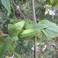 Image of Alloispermum caracasanum (Kunth) H. Rob.