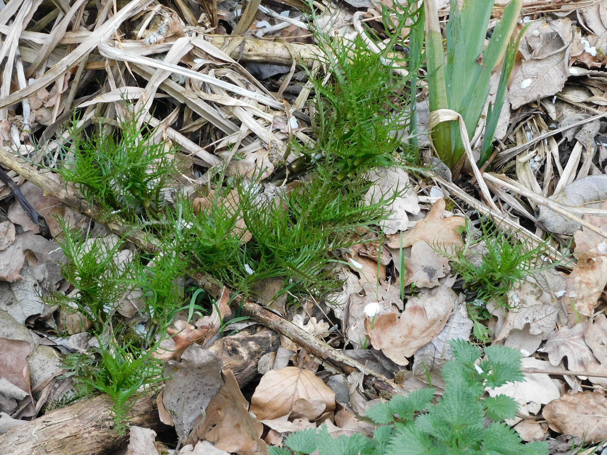 Image of Great Yellow-cress