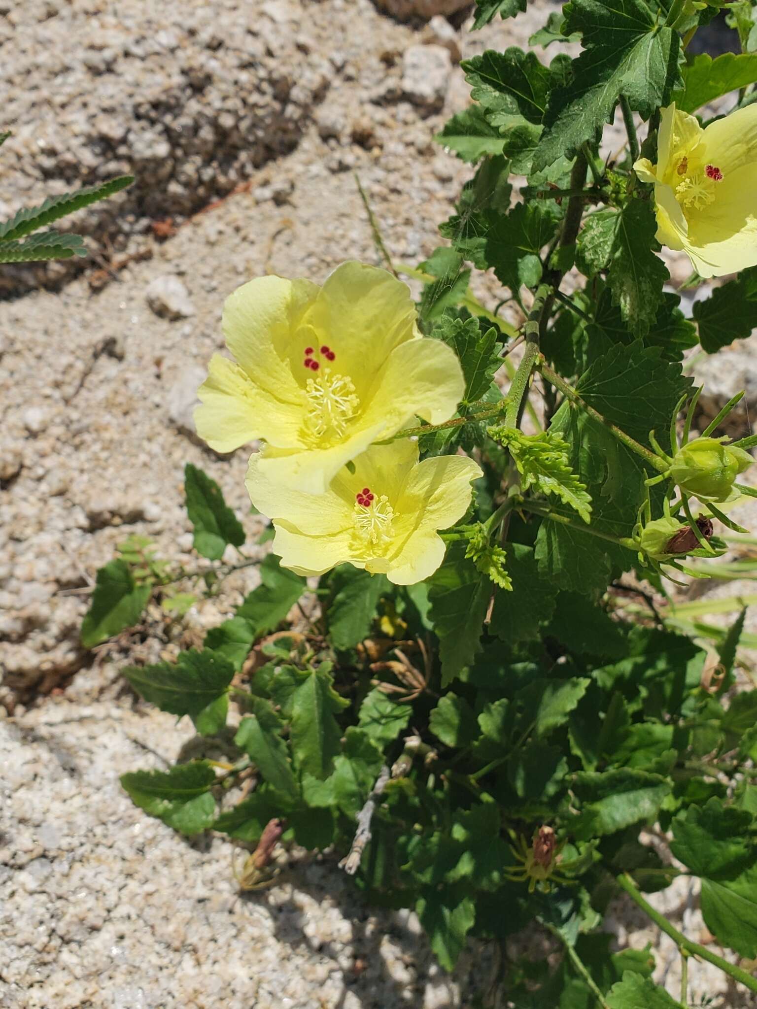 Sivun Hibiscus ribifolius A. Gray kuva