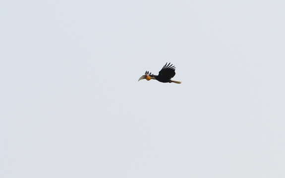 Image of Wreathed Hornbill