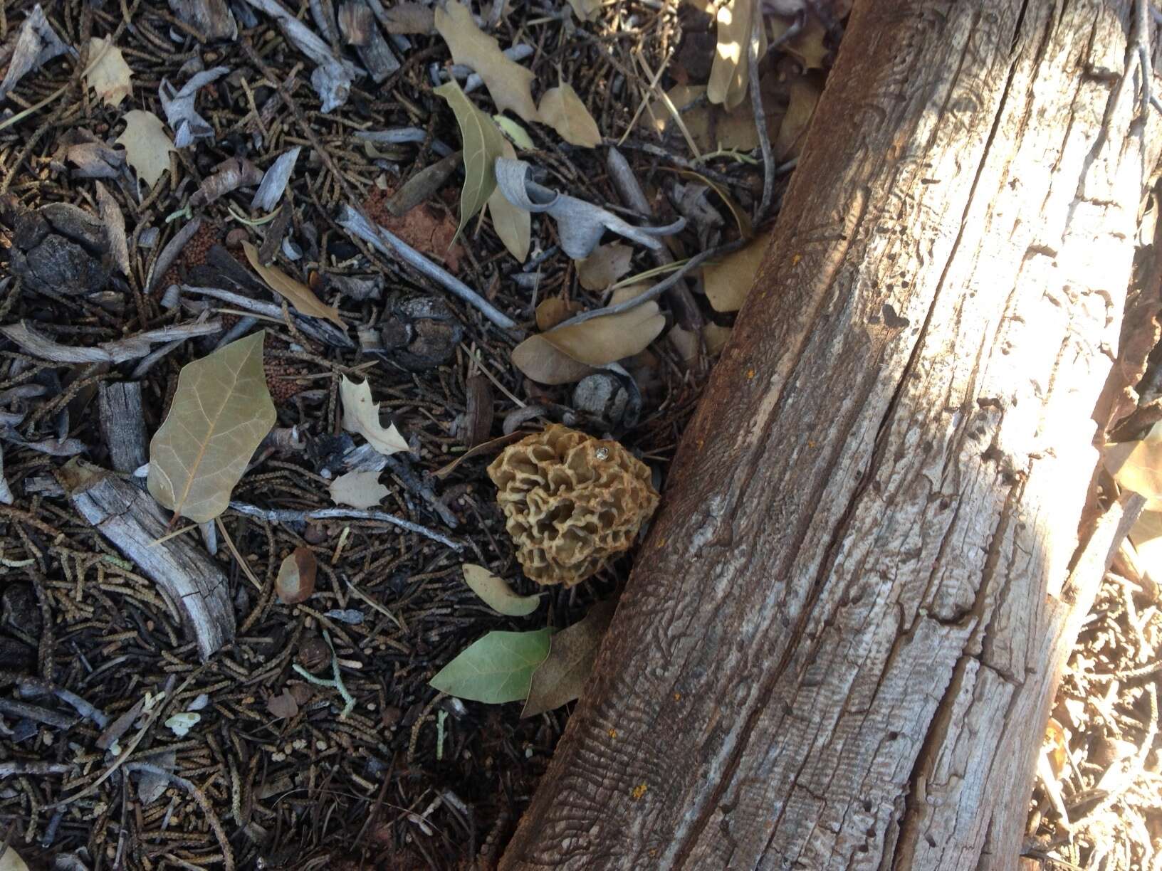 Image of Morchella prava Dewsbury, Moncalvo, J. D. Moore & M. Kuo 2012