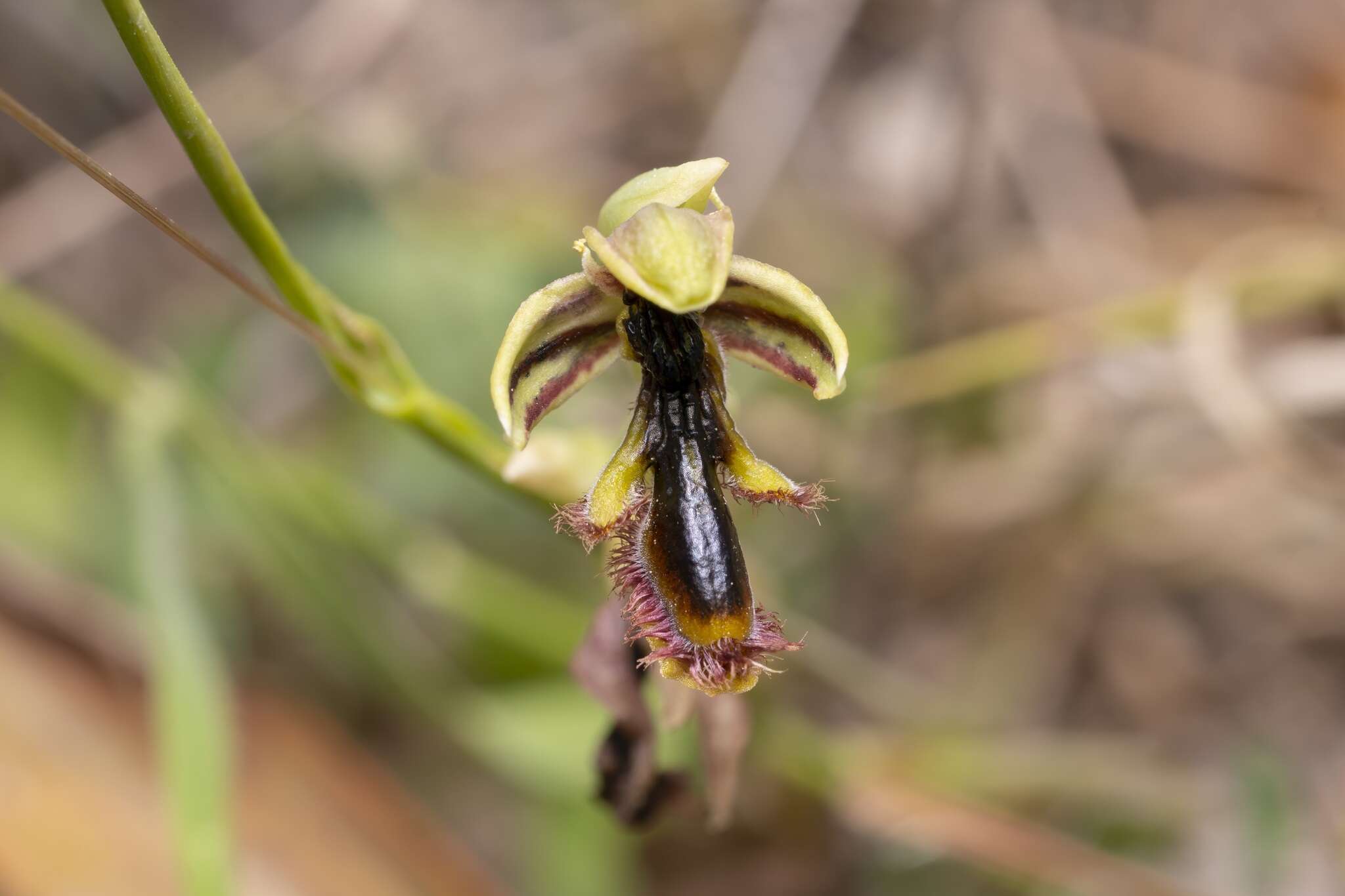 Image of Ophrys speculum subsp. regis-ferdinandii (Acht. & Kellerer ex Renz) Soó