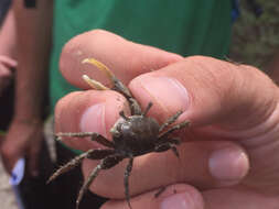 Image of Atlantic Marsh Fiddler Crab