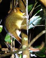 Image of Goodman's Mouse Lemur