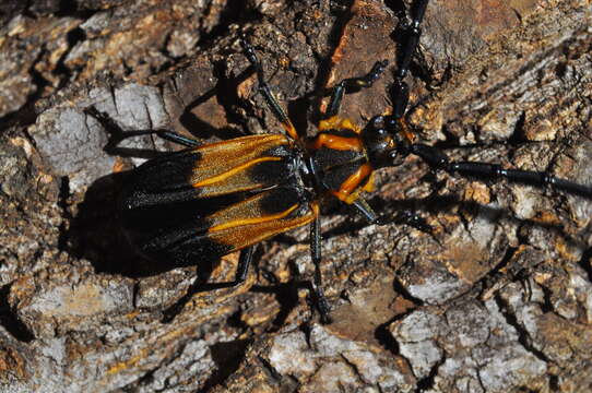 Plancia ëd Batus hirticornis (Gyllenhal 1817)