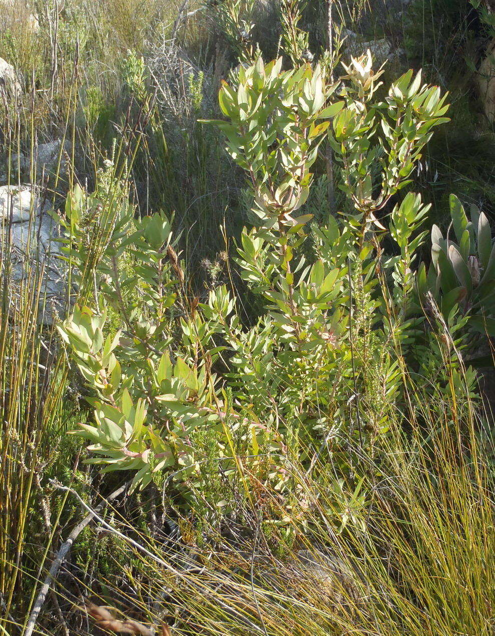 Image of Spicy conebush